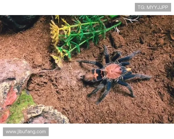 哥斯达黎加双色木蝎的独特魅力与生态价值探讨